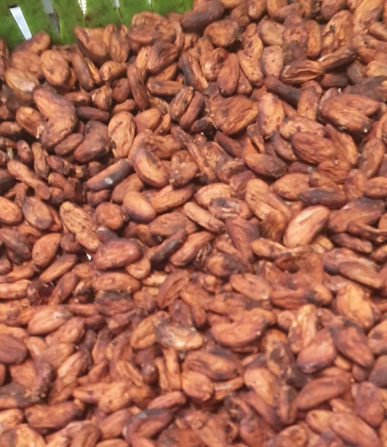 production cacao martiniquais