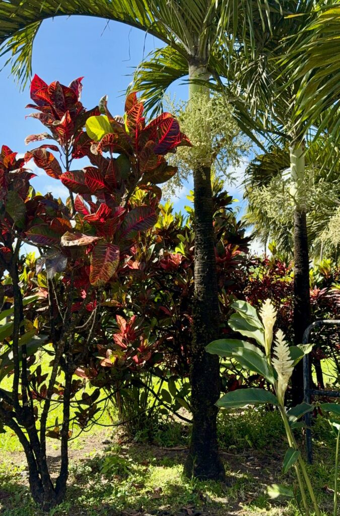 distillerie-depaz-martinique