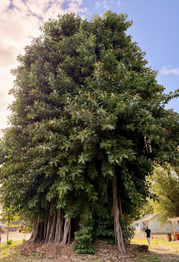 distillerie-depaz-martinique st pierre